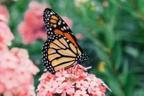 Tai ương qua đi: 3 con giáp chuyển vận lành, tháng 7 viên mãn