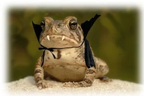 Loài động vật độc dị chỉ có ở Việt Nam: Nghe tên đã lạnh gáy! 