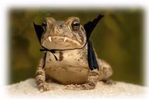 Loài động vật độc dị chỉ có ở Việt Nam: Nghe tên đã lạnh gáy! 