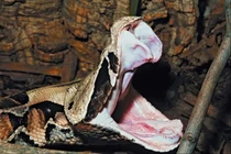 Ám ảnh loài rắn sở hữu vũ khí kịch độc, giết người trong chớp mắt 