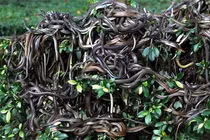 Hòn đảo đáng sợ nhất thế gian, nơi hàng ngàn rắn độc bá chủ 