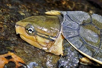 Tận mục 59 cá thể rùa đầu to cực quý vừa được giải cứu 