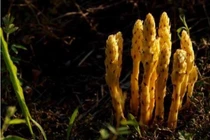 Đi đào măng, bỗng đụng phải loài cây khó kiếm hơn vàng