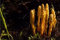 Đi đào măng, bỗng đụng phải loài cây khó kiếm hơn vàng