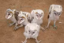 Loạt “dị thú” xuất hiện ở Việt Nam: Số 7 sẽ khiến bạn mất ngủ! 