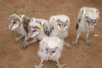 Loạt “dị thú” xuất hiện ở Việt Nam: Số 7 sẽ khiến bạn mất ngủ! 