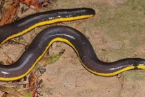 Bối rối sinh vật nửa ếch - rắn - giun siêu “dị” ở Việt Nam