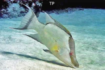 Bó tay loài cá có thuật ẩn thân tài tình, đến chết vẫn ngụy trang