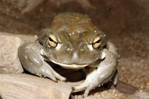 Top động vật gây ảo giác cực mạnh, chớ dại đến gần 