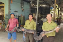 Được cho ăn, trăn đất quý hiếm bỗng "nổi điên" cắn nhầm chủ 