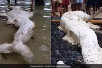 “Nàng tiên cá” bất ngờ dạt vào bờ biển, chuyên gia giải mã sốc 