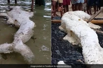 “Nàng tiên cá” bất ngờ dạt vào bờ biển, chuyên gia giải mã sốc 