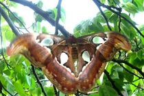 Cận cảnh loài bướm lớn nhất hành tinh: Có trong Sách Đỏ Việt Nam!