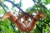 Cận cảnh loài bướm lớn nhất hành tinh: Có trong Sách Đỏ Việt Nam!