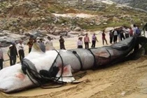 Chấn động lời giải “quái thú” dài 8m thình lình xuất hiện ở Tân Cương