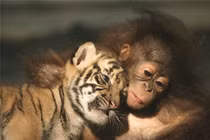 Giật bắn mình những “cặp đôi” không tưởng trong thế giới động vật