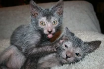 Độc lạ giống mèo “ma sói” giá siêu chát, đại gia thi nhau săn lùng 