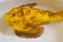 Tận mục cá mặt quỷ đột biến vàng ươm xuất hiện ở đảo Lý Sơn