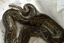 Giao nộp trăn đất quý ở Thừa Thiên Huế: Loài trong Sách Đỏ Việt Nam!