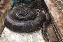 Trăn đất khủng nuốt dê tại Quảng Trị: Loài nguy cấp ở Việt Nam!