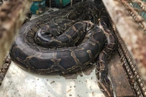 Trăn đất khủng nuốt dê tại Quảng Trị: Loài nguy cấp ở Việt Nam!