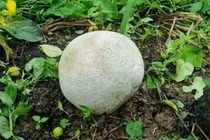 Nhặt được “quả trứng” kỳ lạ, run rẩy khi biết rõ lai lịch