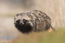 Mở mộ cổ, chuyên gia tái mặt thấy bóng "quái thú" vụt qua 