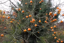 Nhà trồng 3 cây này tuyệt đối không chặt, coi chừng 'chặt đứt' tài lộc