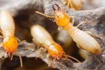 Nhà khoa học Việt nghiên cứu sống thông minh với… mối