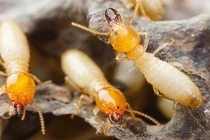 Nhà khoa học Việt nghiên cứu sống thông minh với… mối