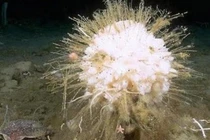 Top sinh vật sống lâu trăm tuổi: Số 4 “trường sinh bất lão”! 