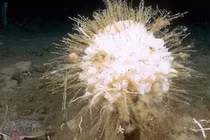 Top sinh vật sống lâu trăm tuổi: Số 4 “trường sinh bất lão”! 