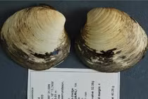 Phục sát đất những sinh vật sống lâu, “thọ ngang đất trời” 