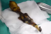 Phát hiện chấn động bộ xương "tí hon" ở Chile: Không phải con người? 