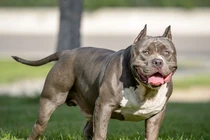 Giải mã loài chó Pitbull nguy hiểm số một thế giới 