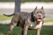 Giải mã loài chó Pitbull nguy hiểm số một thế giới 