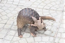 Đi làm về, bất ngờ nhặt được 2 con tê tê Java quý hiếm