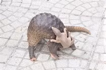 Đi làm về, bất ngờ nhặt được 2 con tê tê Java quý hiếm