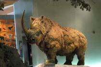 Giật mình quái vật dị biệt thời tiền sử, khó ai tin chúng tồn tại 