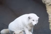 Cứu chó khỏi giếng cạn, ai ngờ là “linh thú” tuyệt mỹ trong truyền thuyết 