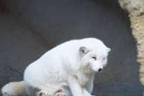 Cứu chó khỏi giếng cạn, ai ngờ là “linh thú” tuyệt mỹ trong truyền thuyết 