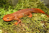 Loài cá kỳ dị độc nhất vô nhị Việt Nam: Có tên trong Sách Đỏ! 