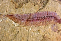 Nóng: Quái vật 3 mắt, 10 chân “hiện hình” sau nửa tỉ năm tuyệt tích