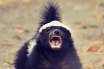 Loài động vật bé hạt tiêu nhưng khiến rắn độc "run cầm cập" 