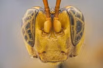 Sinh vật giống người ngoài hành tinh xuất hiện, chuyên gia “toát mồ hôi” vì...