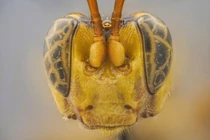 Sinh vật giống người ngoài hành tinh xuất hiện, chuyên gia “toát mồ hôi” vì...