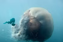 Choáng ngợp top 5 động vật khổng lồ nhất đại dương: Giật mình số 2! 