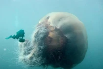 Choáng ngợp top 5 động vật khổng lồ nhất đại dương: Giật mình số 2! 