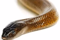 Loài rắn độc hung dữ nhất hành tinh, hổ mang chúa chưa là gì