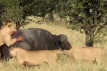 Video: Đàn sư tử bất lực trước sự hung hăng của trâu rừng